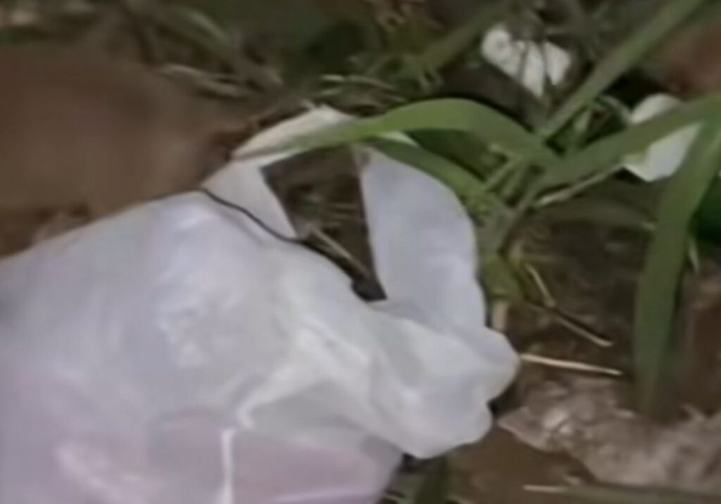 Cachorrinha com Hidrocefalia Vive 3 Anos e Comove Protetores