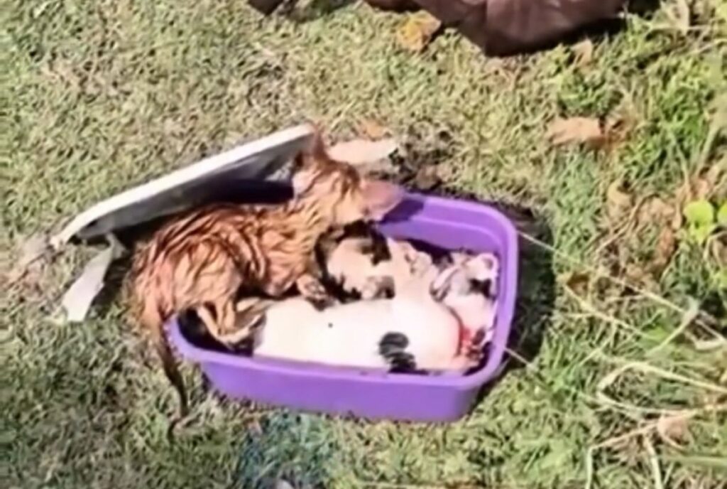 Filhotes de gato lacrados em pote: caso choca e pede justiça