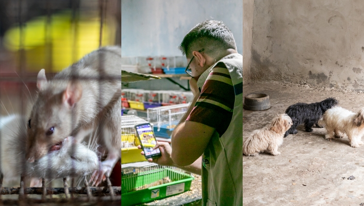 Canil clandestino com mais de 70 cães é interditado em Cuiabá