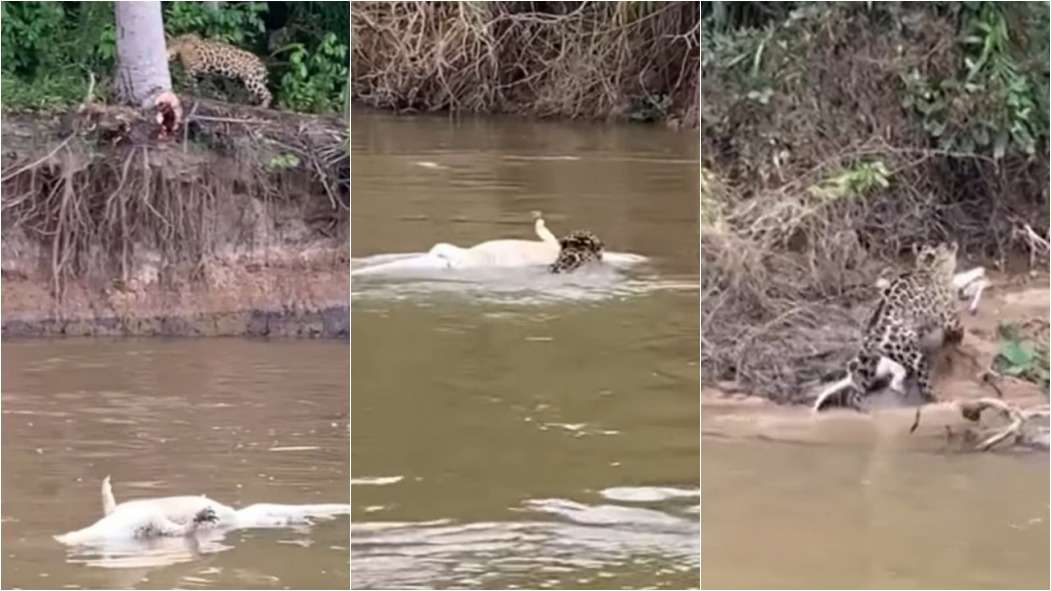 Onça-pintada ensina filhote a lidar com jacaré no Pantanal