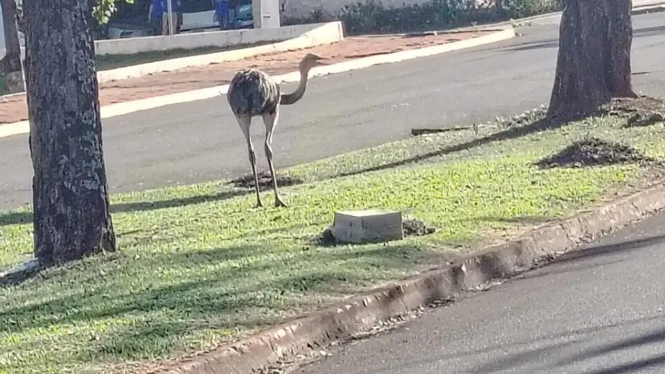 Ema corre solta em cidade e surpreende moradores