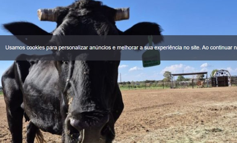 Vaca foge de abatedouro e é resgatada após mobilização online