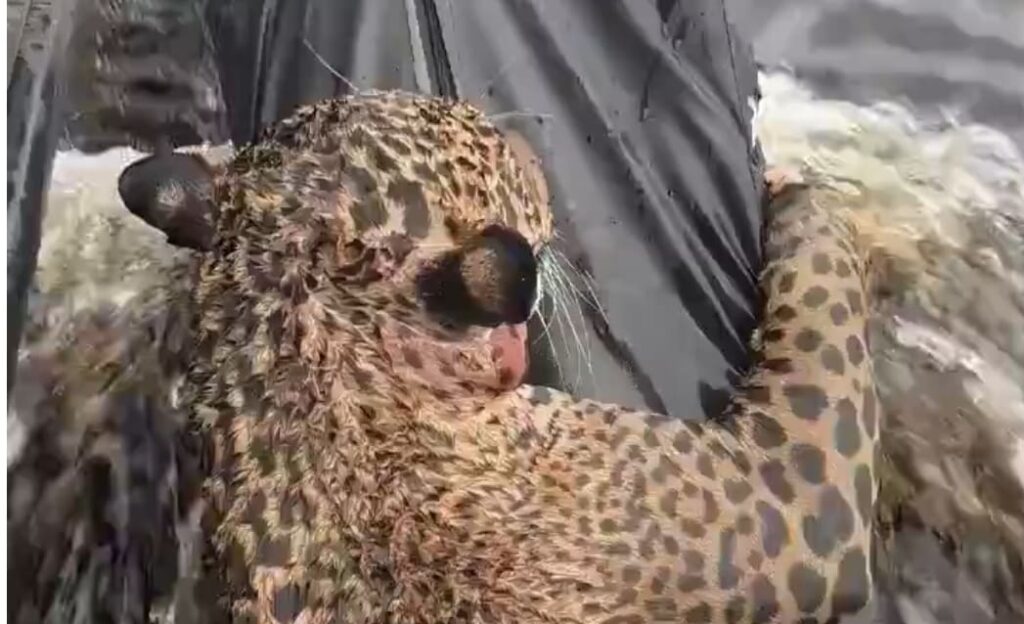 Onça-pintada ferida é resgatada após ser vista nadando no Rio Negro