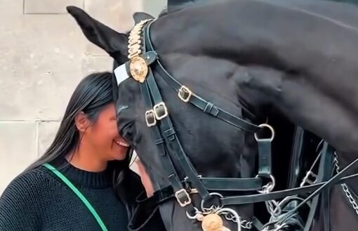 Cavalo da guarda britânica se emociona com mulher indígena em Londres