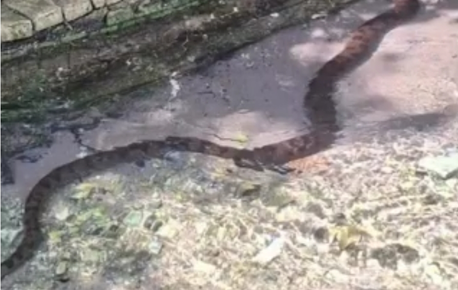 Sucuri e jacaré assustam banhistas em balneário de MT