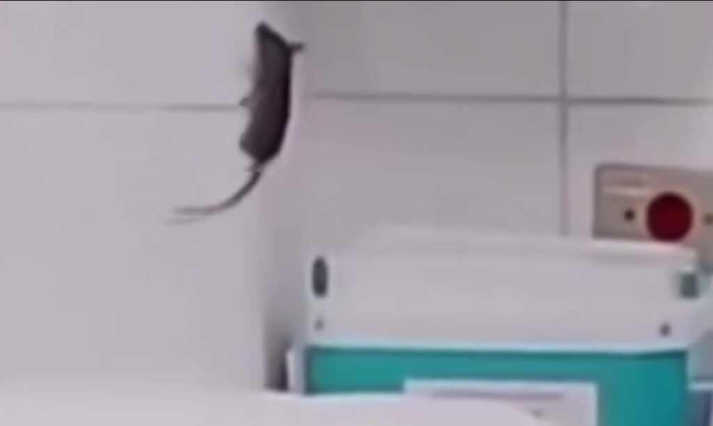 Rato em maternidade de hospital gera revolta e preocupação