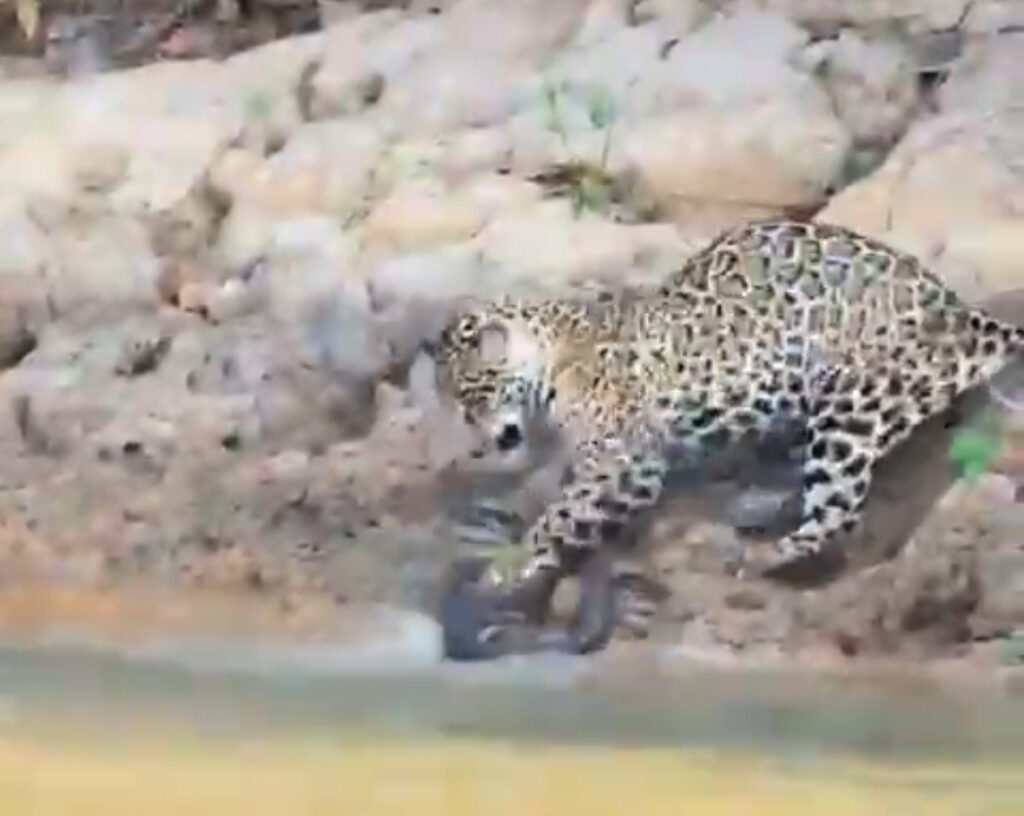 Onça-pintada e sucuri protagonizam luta rara no Pantanal
