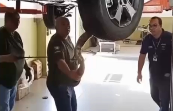 Jiboia encontrada em motor de caminhonete surpreende mecânicos