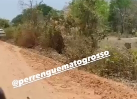 Acidente inusitado na Transpantaneira: carro bate em poste e motorista some