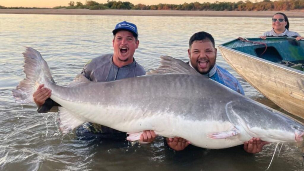 Pescador captura Piraíba gigante no Rio Araguaia