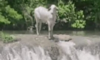 Boi Nelore surpreende ao pular em cachoeira e nadar no Rio Formoso