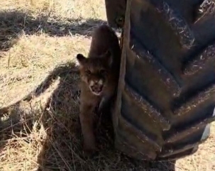 Onça-parda surpreende agricultores em lavoura no Pantanal