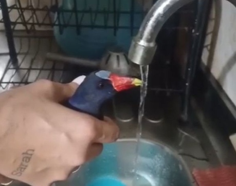 Casal resgata ave ferida com ajuda de IA e Guarda Municipal