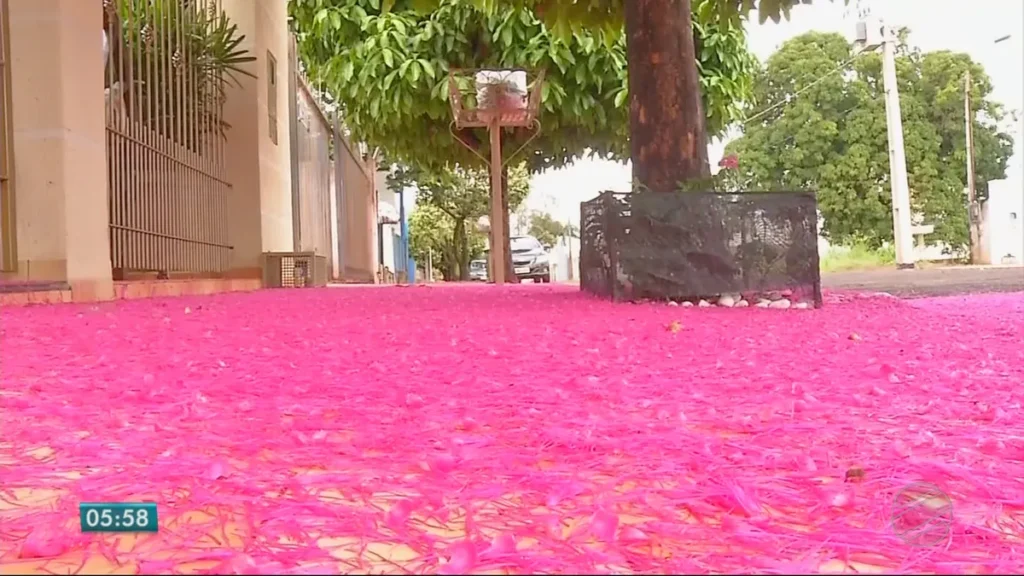 Jambo floresce e transforma quintal em tapete rosa