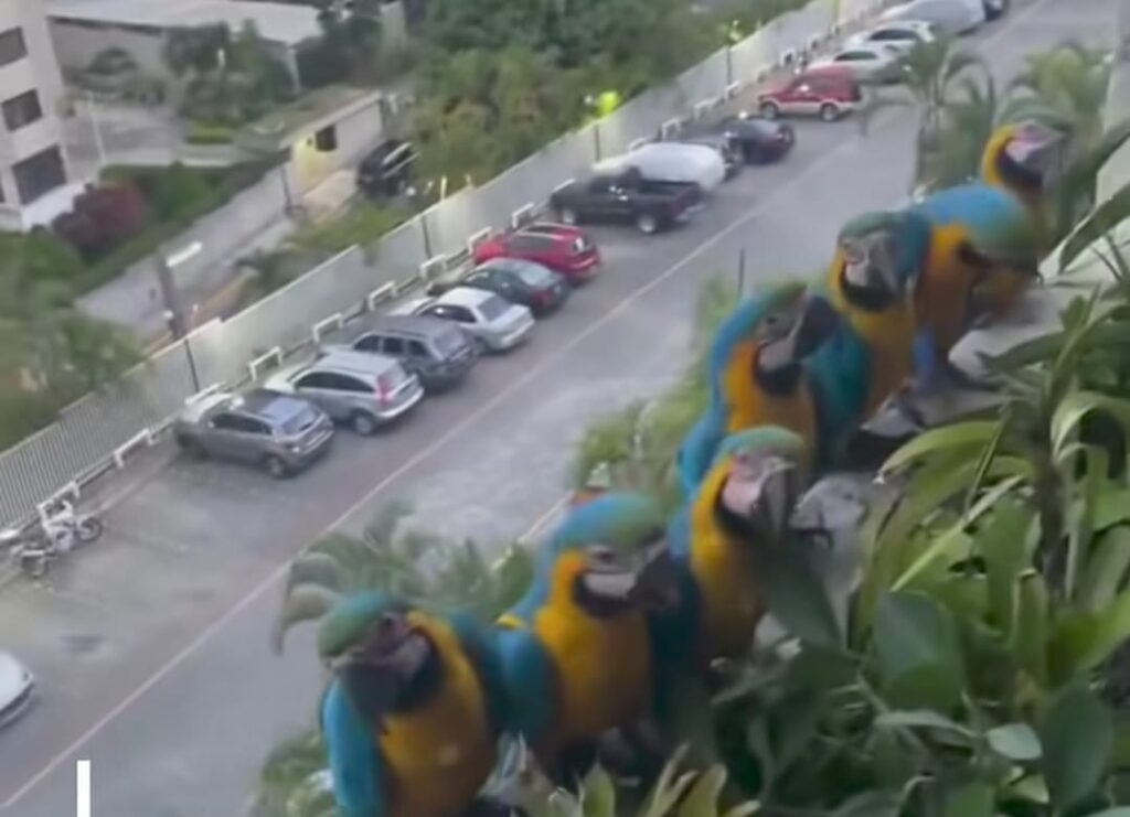 Araras transformam varanda em ponto turístico inesperado em bairro pantaneiro