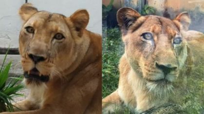 Laudo aponta causa de morte após invasão de jaula de leoa