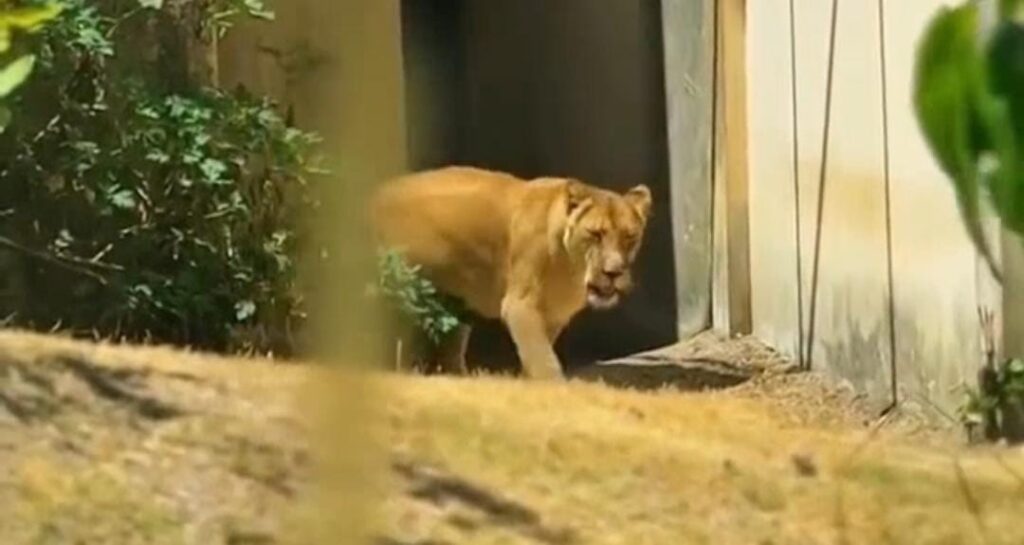 Leoa Leona retorna ao recinto após incidente no zoológico