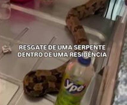 Jiboia gigante resgatada em cozinha de Tangará da Serra