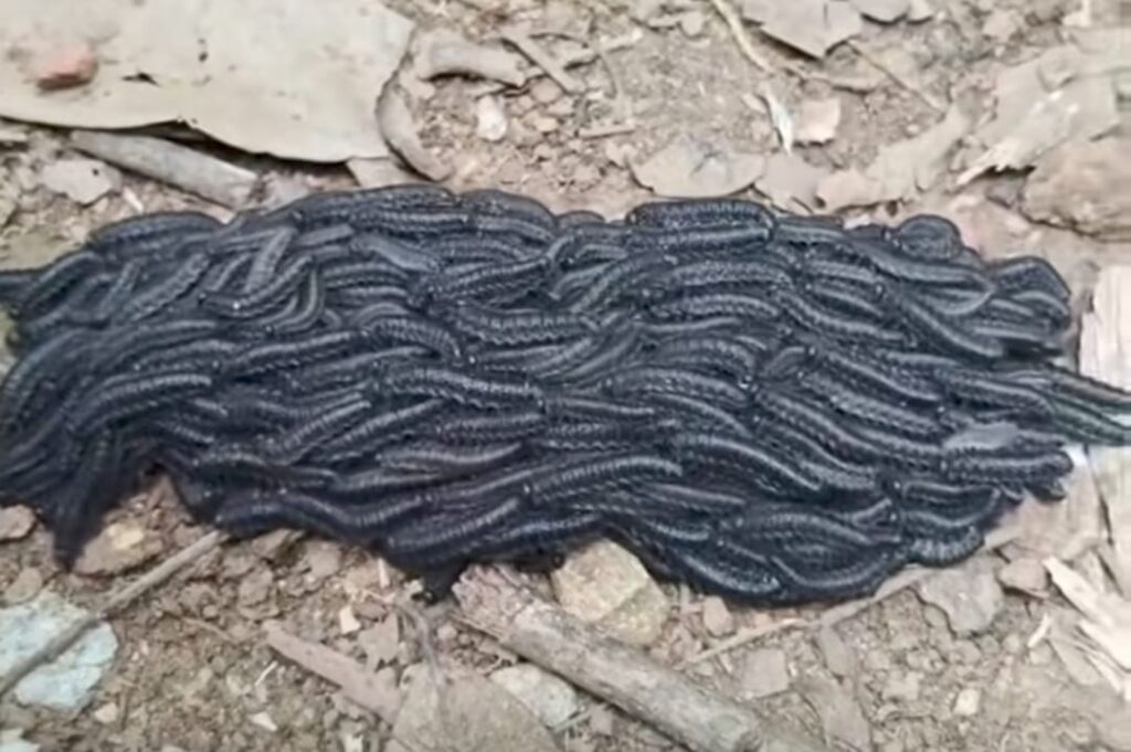 Larva "mata-porco" preocupa criadores no Pantanal