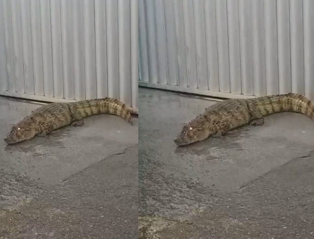 jacaré aparece em área urbana e alerta moradores do pantanal