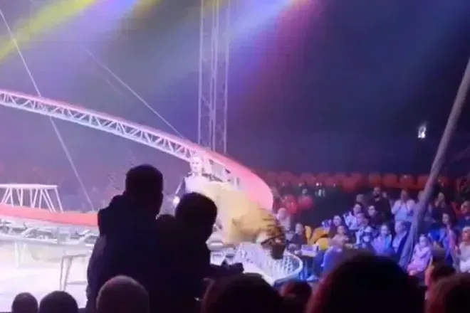 Tigre invade área do público após falha em circo na Rú… e repercute entre morado em destaque
