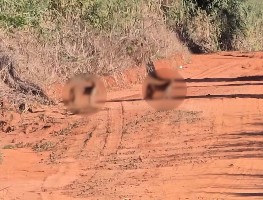 Ciclistas dão de cara com animal selvagem no interior… e repercute entre morador em destaque