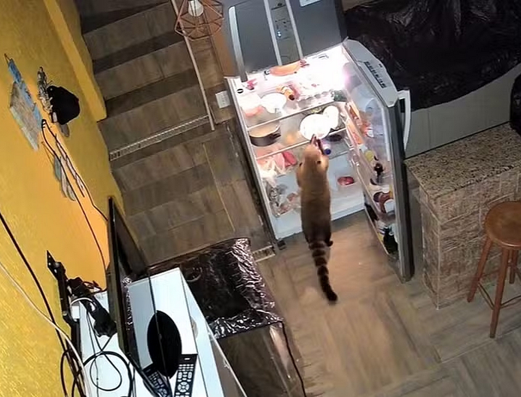 Mulher desconfia de aumento na conta de luz e descobre ação de invasor pela câme em destaque