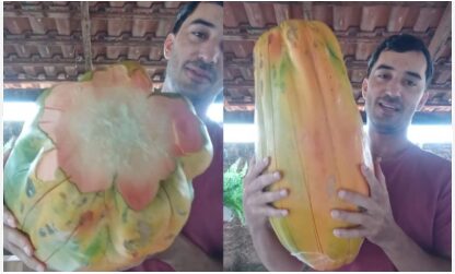 mamão gigante comunidade interior Confresa em destaque