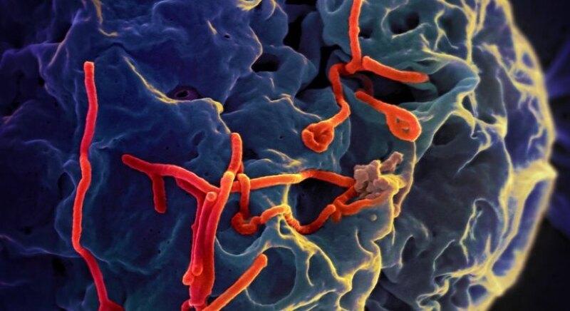 suspeitas ebola Rio São Paulo impacto comunitário em destaque