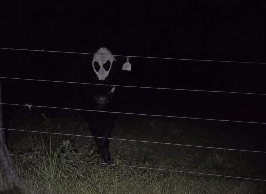 vaca com manchas que lembram rosto alienígena em fazenda em destaque