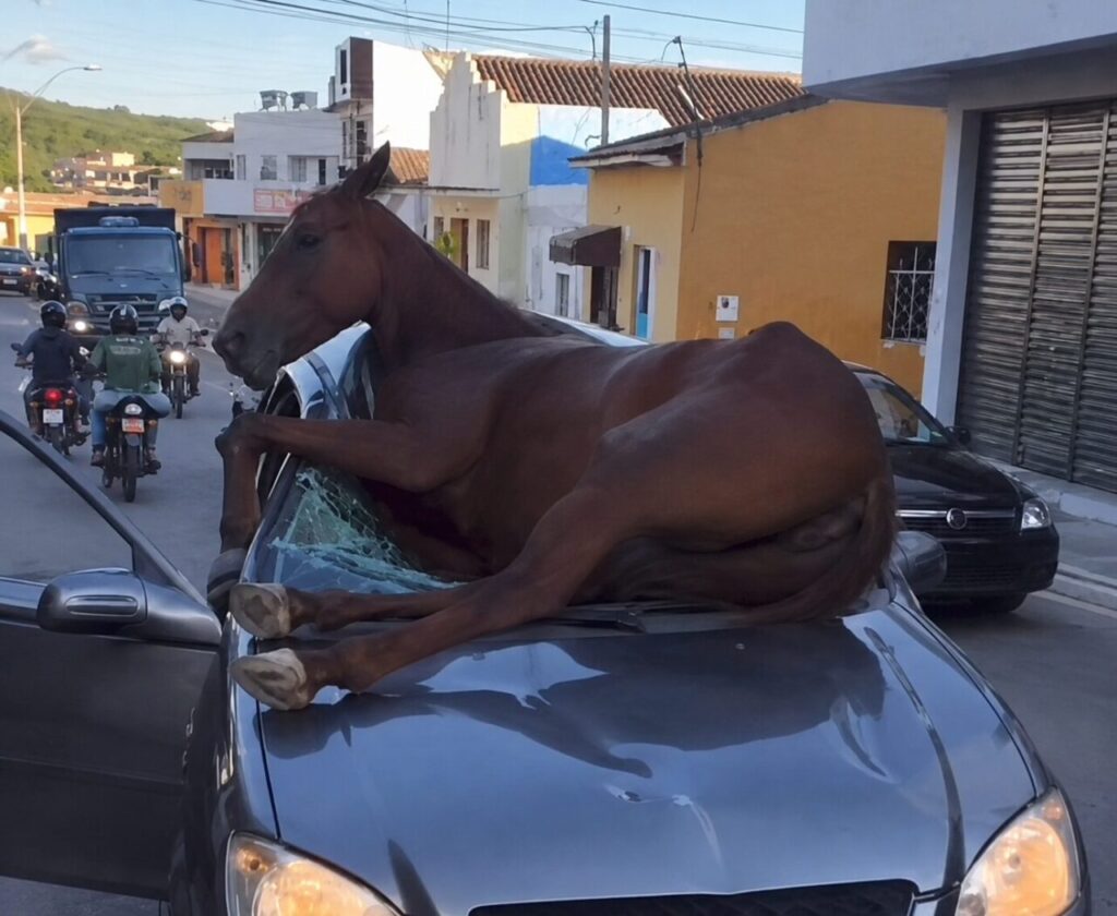 acidente com cavalo solto e repercussão comunitária em destaque