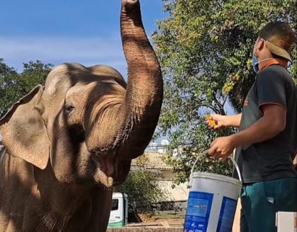 acolhimento elefante Sandro santuário Chapada dos Guimarães em destaque