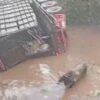 queda carreta bois Rio Batelão impacto comunidades MT-220 em destaque