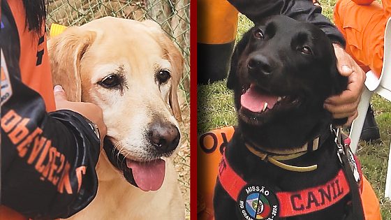Cadelas do Corpo de Bombeiros e impacto humano em Mato Grosso em destaque