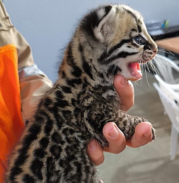 resgate jaguatirica fauna Peixoto de Azevedo em destaque